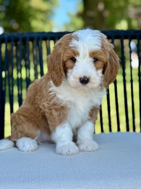 bernedoodle puppy