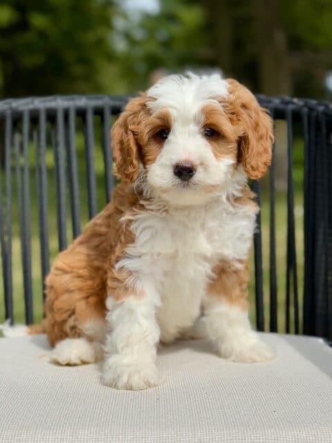 bernedoodle puppy