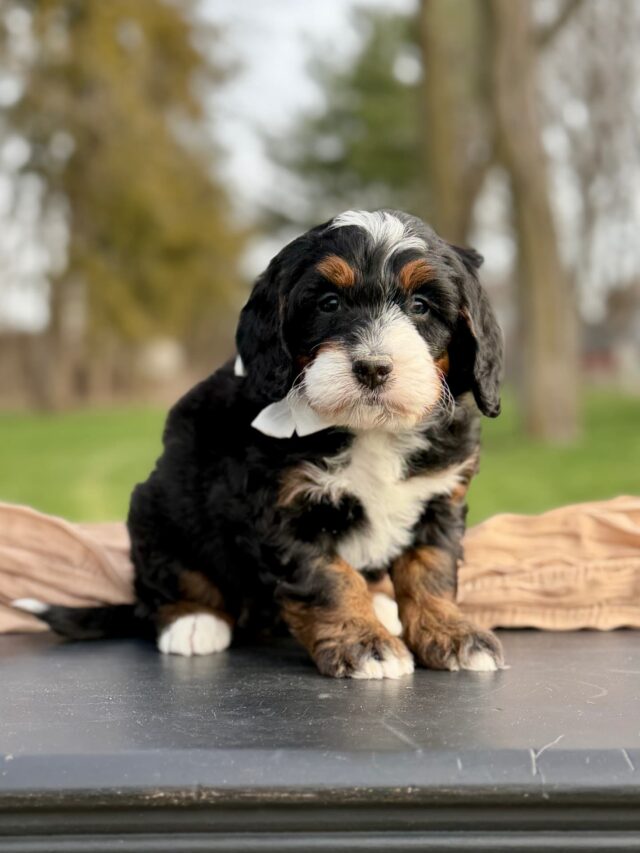 bernedoodle puppy