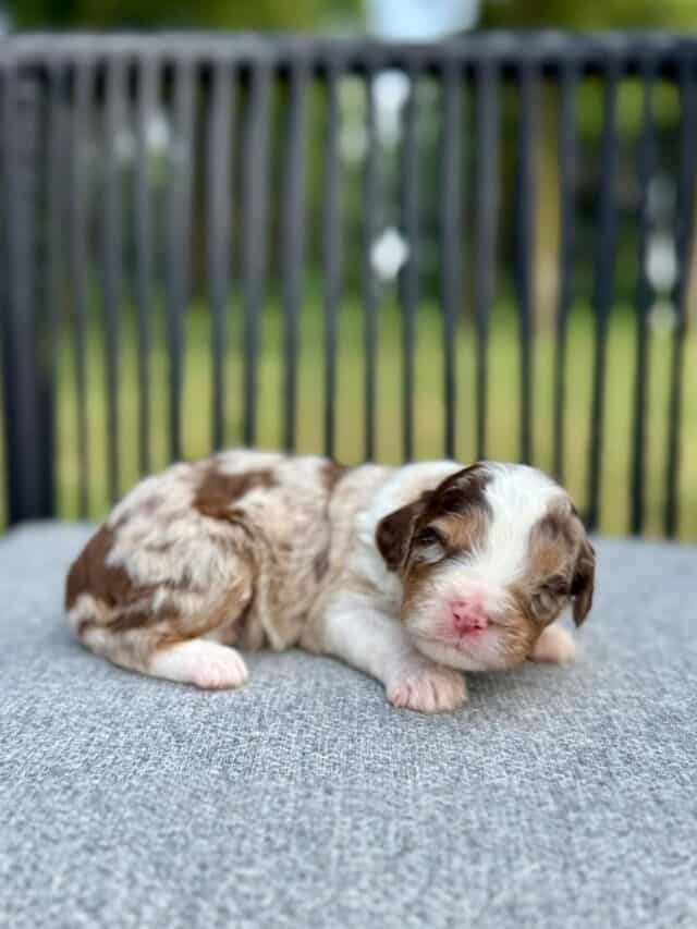 chocolate merle bernedoodle puppy