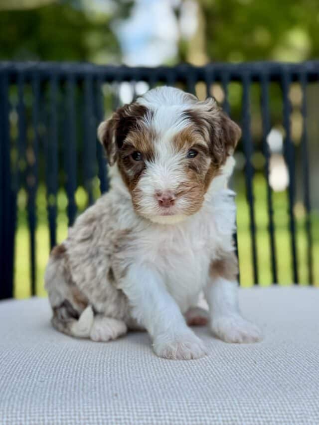 bernedoodle puppy