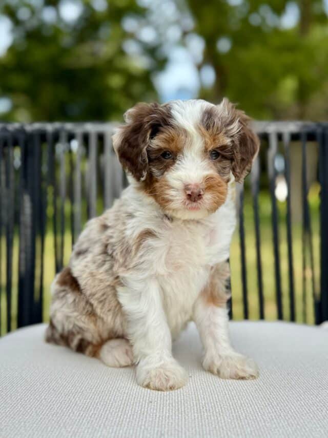 bernedoodle puppy