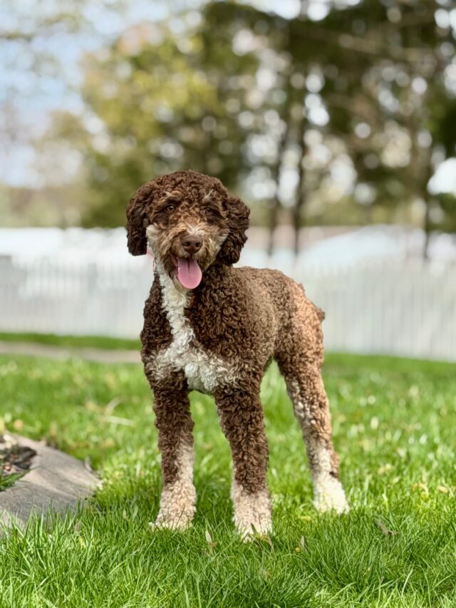 bernedoodle mom