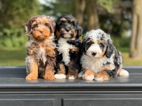 bernedoodle puppies