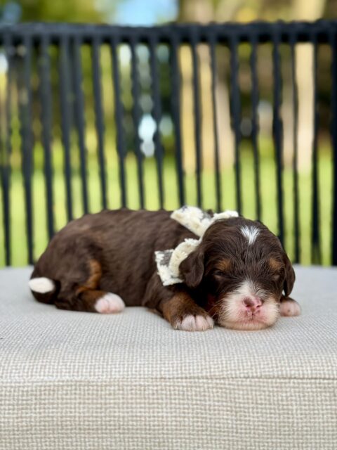 bernedoodle puppy