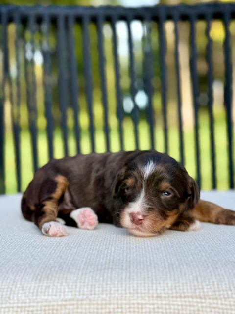 bernedoodle puppy