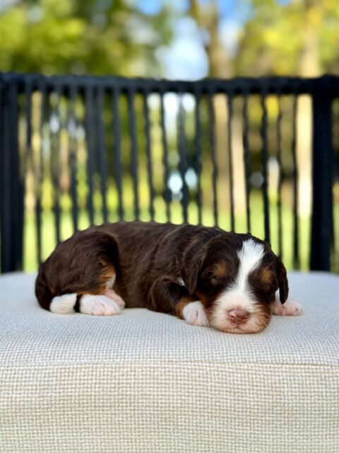 bernedoodle puppy