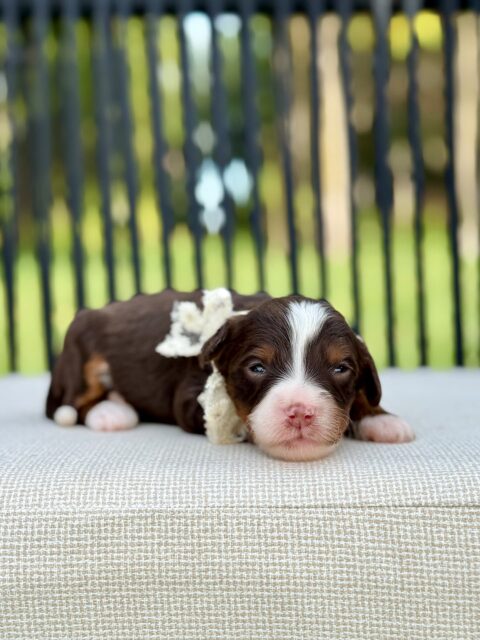 bernedoodle puppy