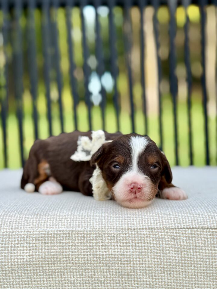 bernedoodle puppy