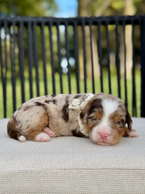 bernedoodle puppy