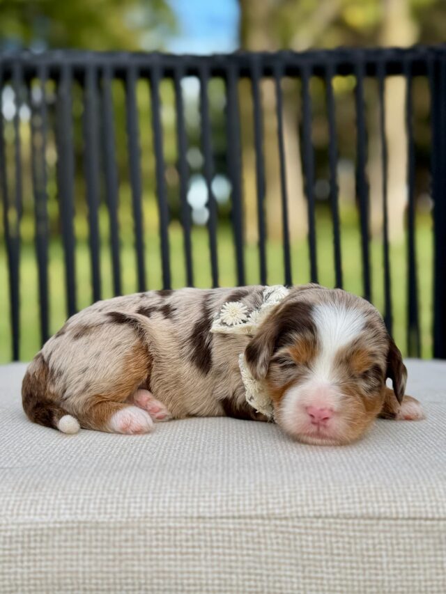 bernedoodle puppy