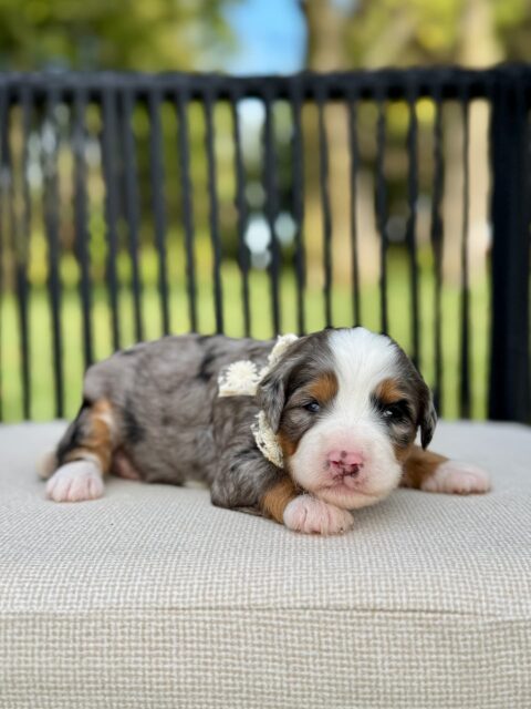 bernedoodle puppy