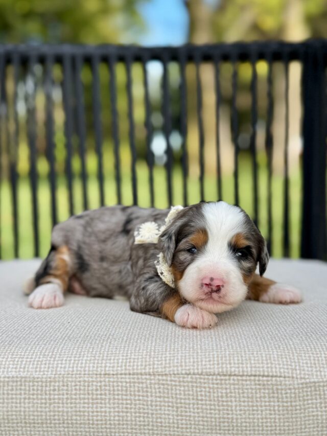 bernedoodle puppy