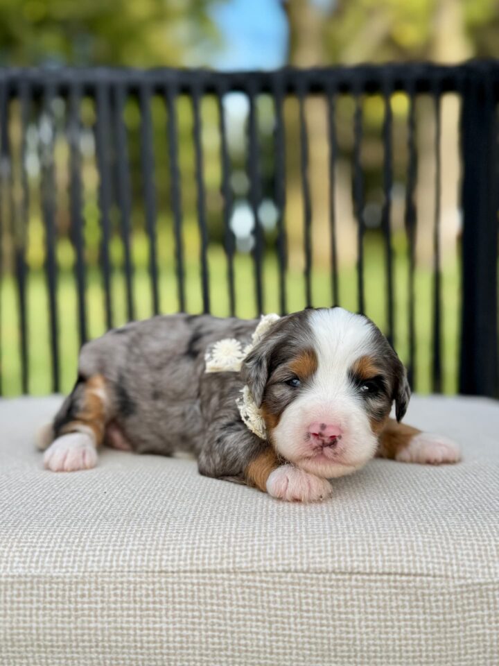 bernedoodle puppy