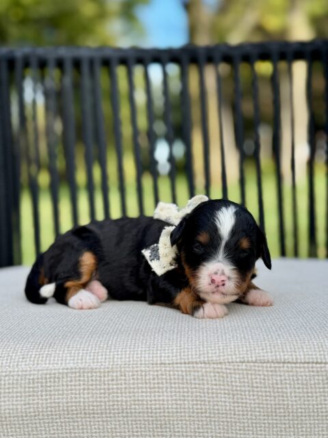 bernedoodle puppy