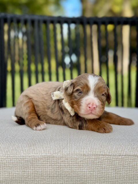 bernedoodle puppy