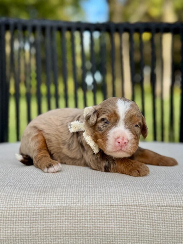 bernedoodle puppy