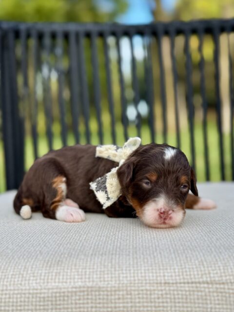 bernedoodle puppy