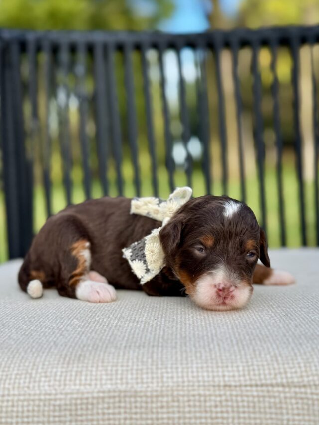 bernedoodle puppy