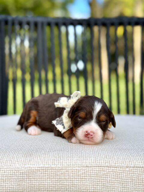 bernedoodle puppy