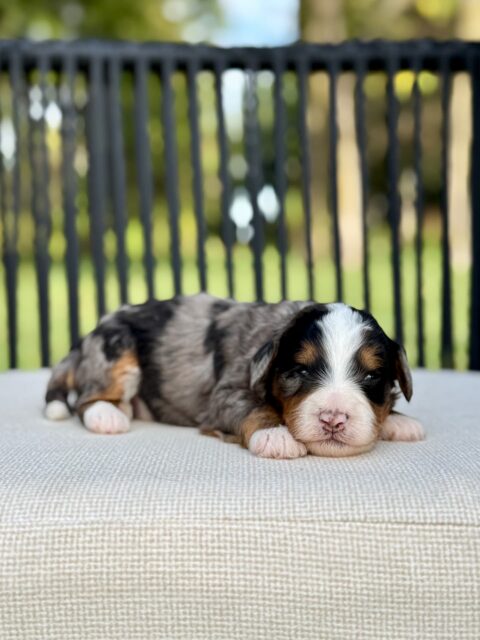 bernedoodle puppy