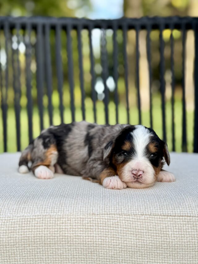 bernedoodle puppy
