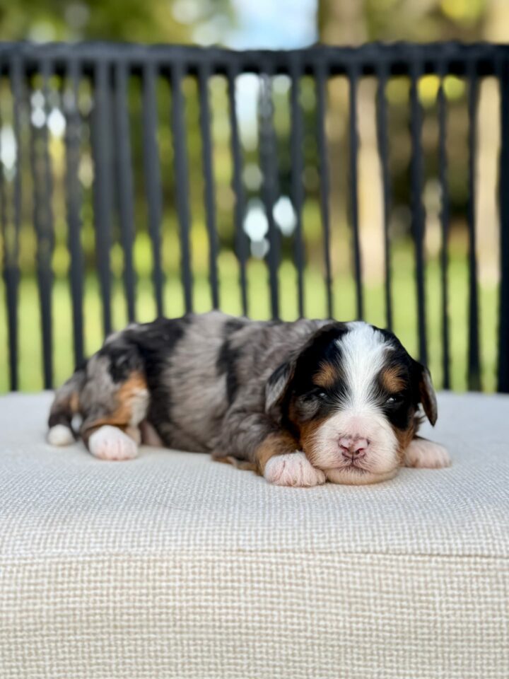 bernedoodle puppy