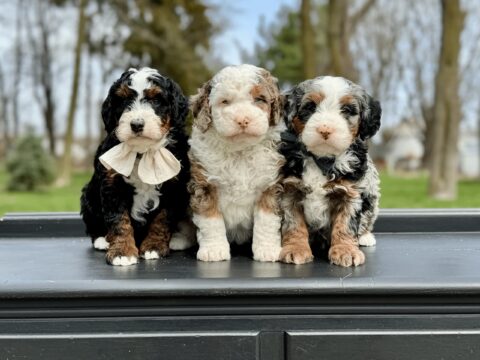 bernedoodle puppies