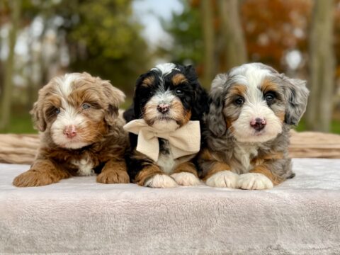 bernedoodle puppies