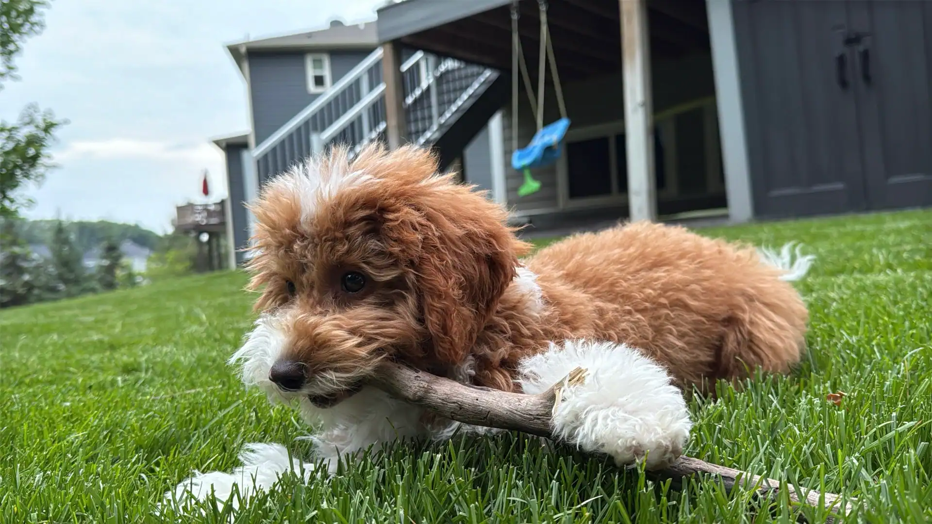 Mini Goldendoodle playing in her backyard.