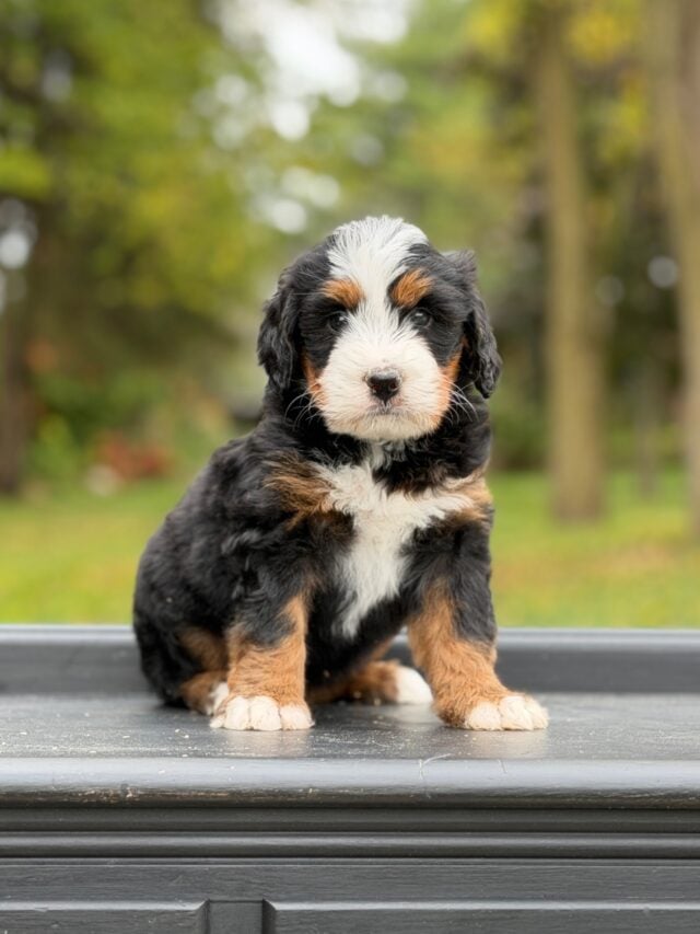 bernedoodle puppy
