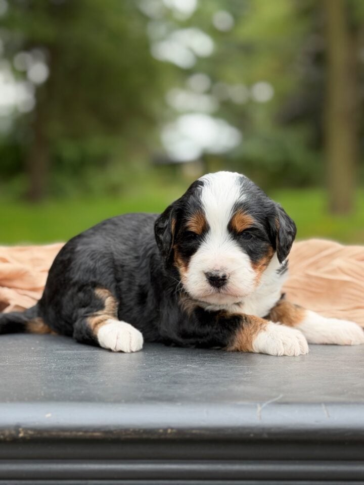 bernedoodle puppy