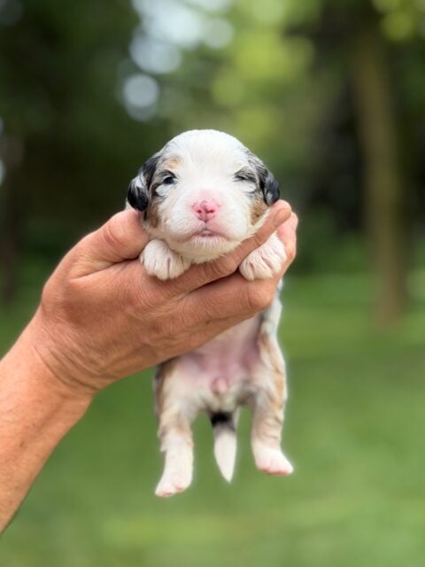 bernedoodle puppy