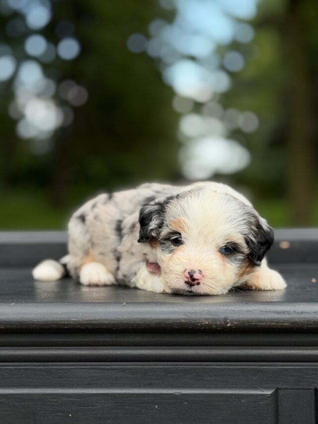 bernedoodle puppy