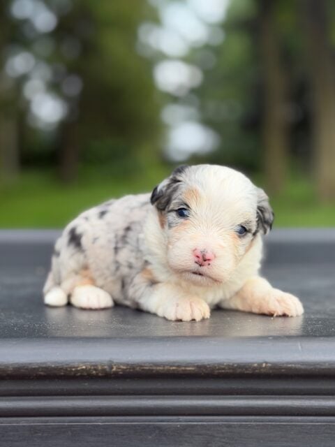 bernedoodle puppy
