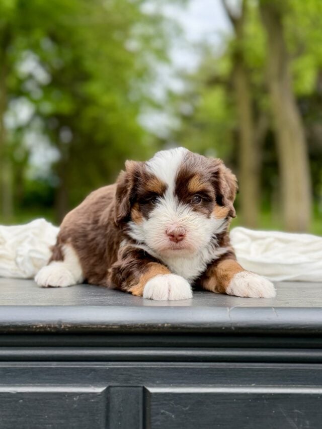 chocolate bernedoodle puppy