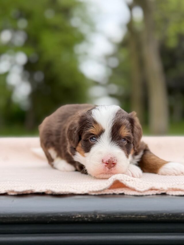 bernedoodle puppy