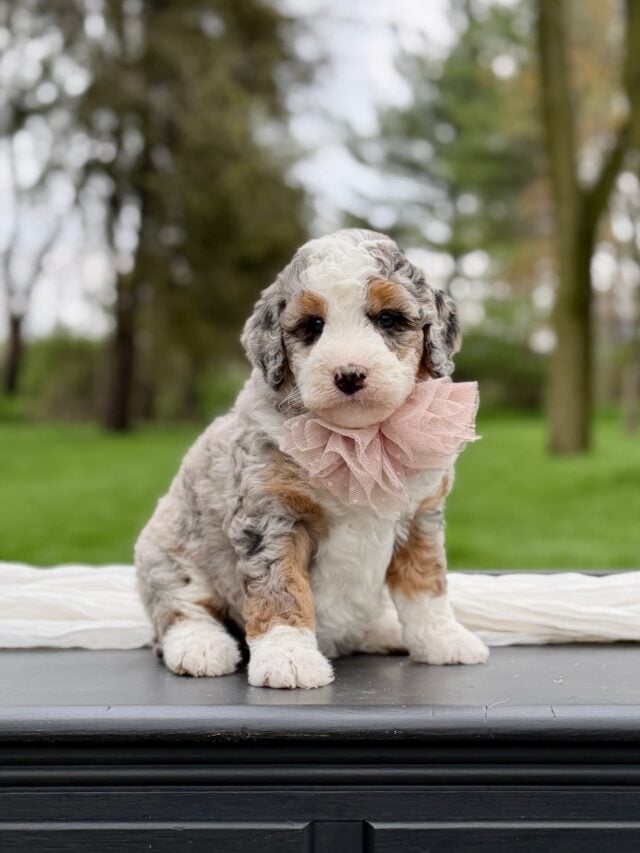 bernedoodle puppy