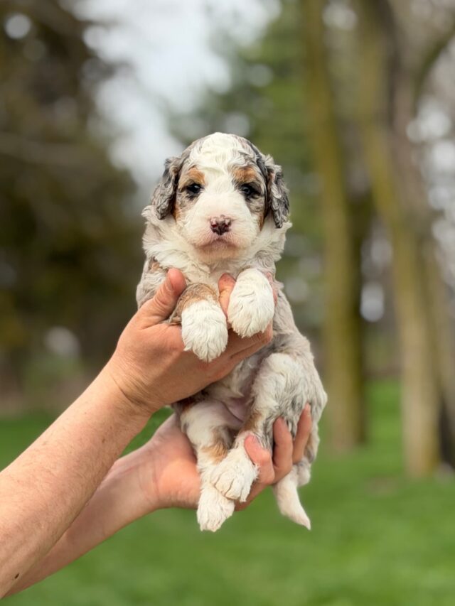 bernedoodle puppy