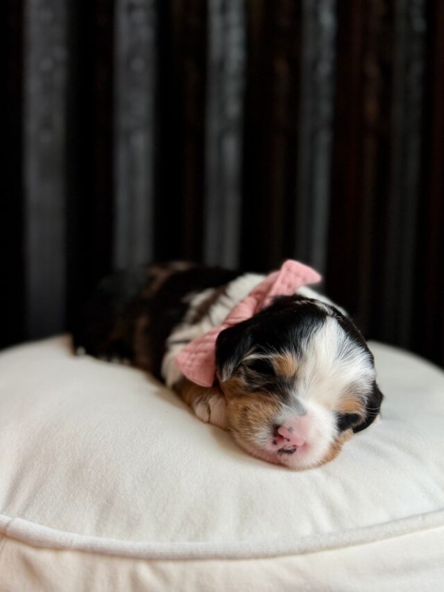 bernedoodle puppy