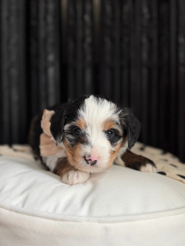 bernedoodle puppy