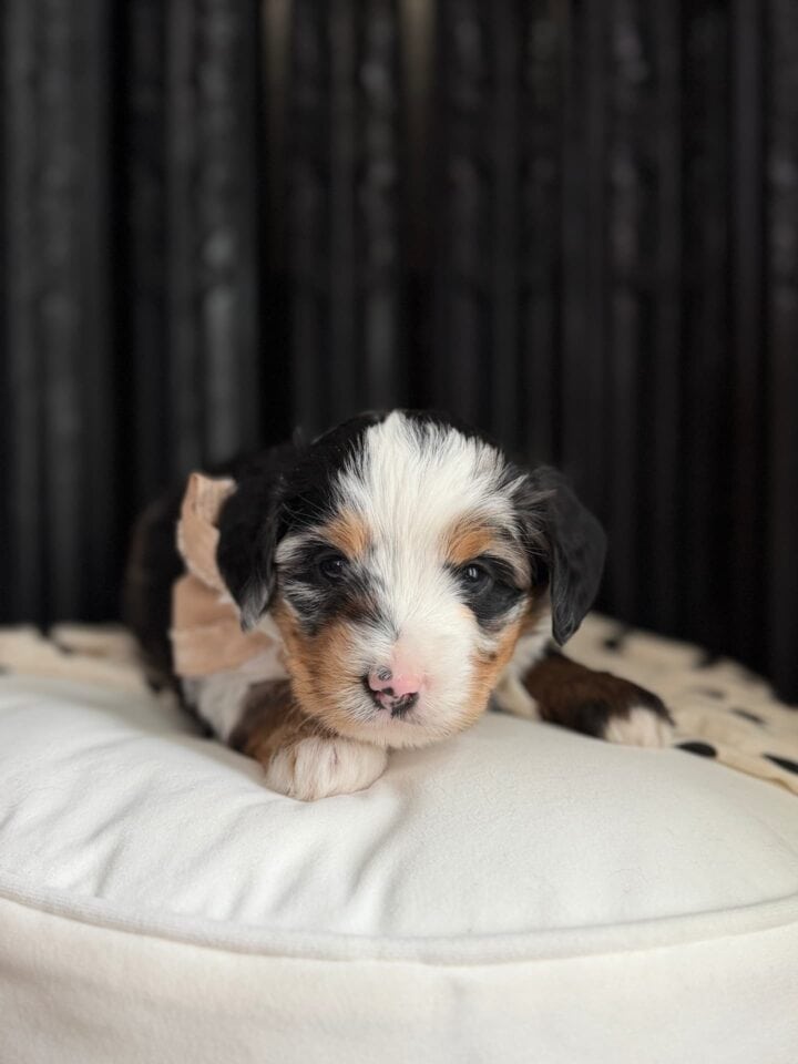 bernedoodle puppy