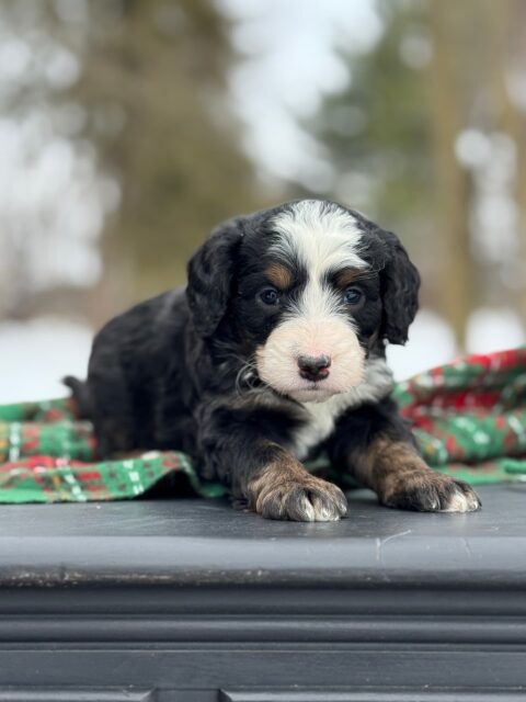 bernedoodle puppy
