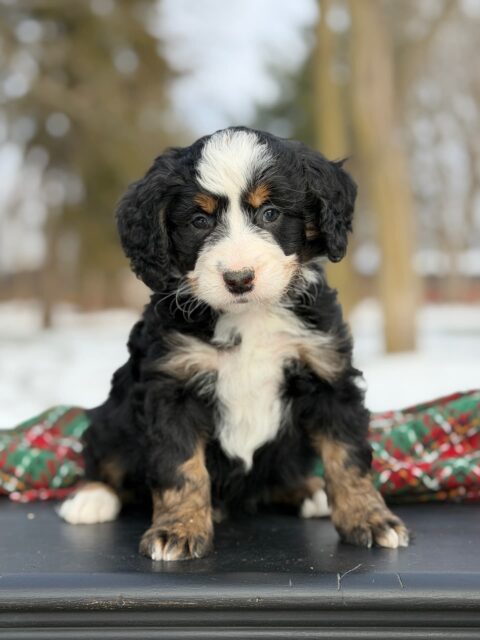 bernedoodle puppy