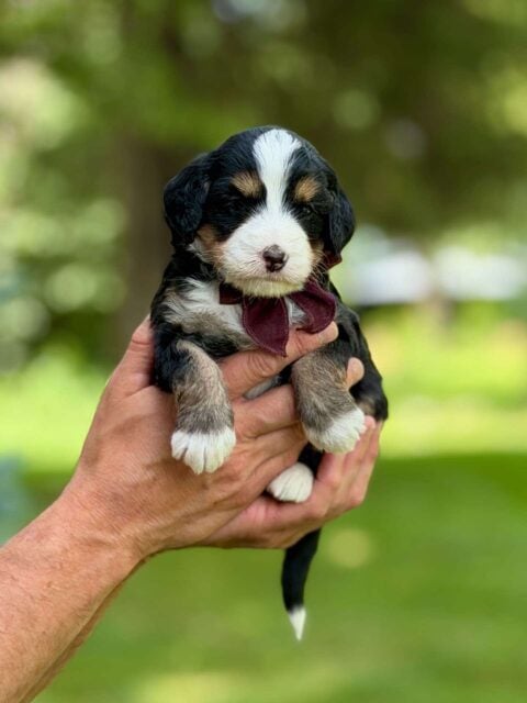 bernedoodle puppy