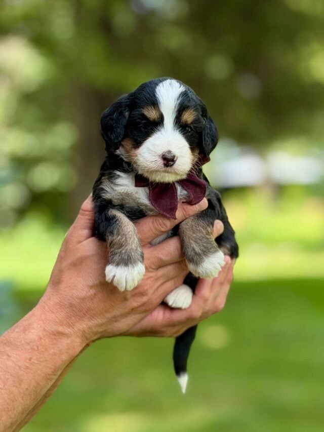 bernedoodle puppy