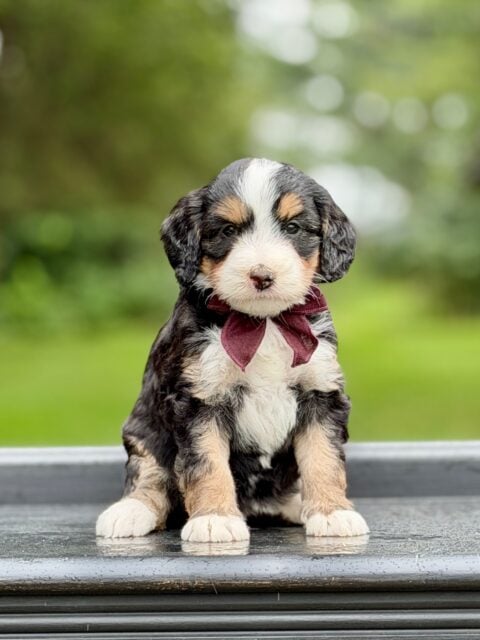bernedoodles puppy