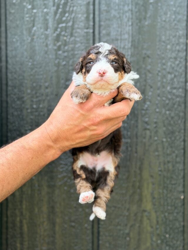 bernedoodle puppy