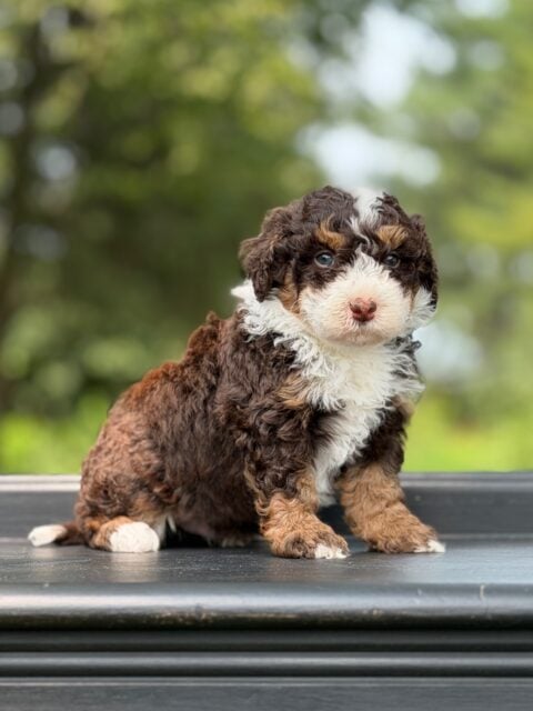 bernedoodle puppy