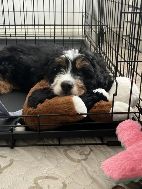 Create training a Bernedoodle puppy after bringing her home.